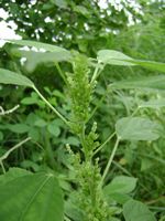 Acalypha fimbriatum fl-t.JPG